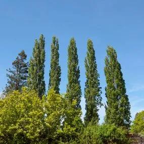 Poplar Lombardy (Populus nigra 'Italica') 2
